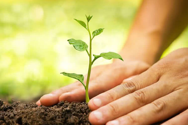 Planting Tree Awareness Programm